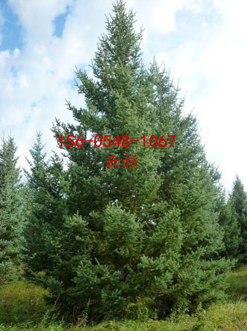 直供青芊云杉1.2米-2米云杉3米-4米云杉